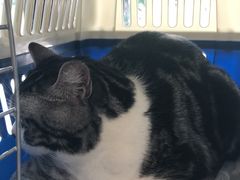 -御宝贝24h宠物医院·转诊中心·CT核磁血透中心(厦门总院)