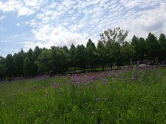 -羊亭河湿地公园