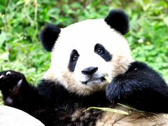 -中国大熊猫保护研究中心雅安碧峰峡基地