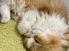 -babydoll猫舍·米努特·德文·缅因(久光中心店)