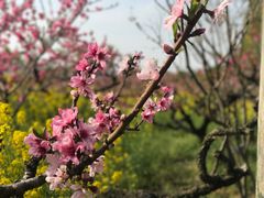 -南汇桃花村