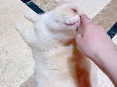 -猫色咖啡·猫咖