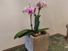 -北平花园·MUA摩造汉堡·北平咖啡(南锣鼓巷胡同店)