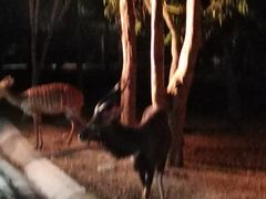 -清迈夜间动物园