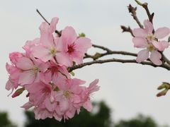 -天适樱花悠乐园