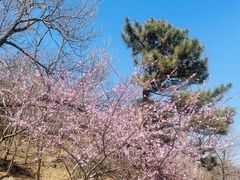 -北京西山国家森林公园