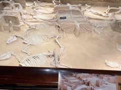 -洛阳周王城天子驾六博物馆