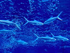 -大悦城(沈阳中街店)