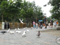 -1982农场