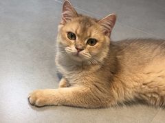 -琪喵猫屋·撸猫猫咖·猫舍