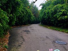 景点-成都大熊猫繁育研究基地