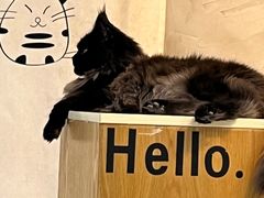 -Heymao猫咖.咖啡厅(东门店)