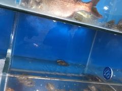 -宾朋海鲜特色美食餐厅·纯手工鲅鱼水饺(兴海路店)