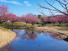 -花开海上生态园
