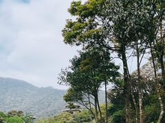 -梧桐山风景名胜区
