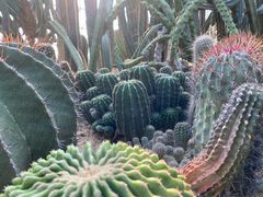 -深圳仙湖植物园