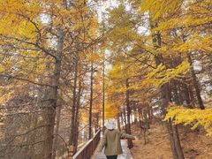 -苏木山森林公园