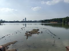 -海珠湖公园