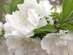iphone_upload_pic-南汇桃花村