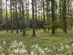 -黄海国家森林公园