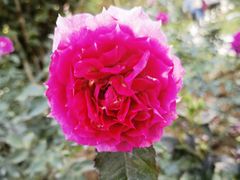 -人民公园(罗湖区)