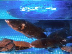 -姜君·千岛湖鱼头馆(浦东大道店)
