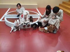 -和它·交个朋友·狗咖猫咖(爱琴海店)
