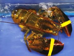 -海鲜城大家餐厅