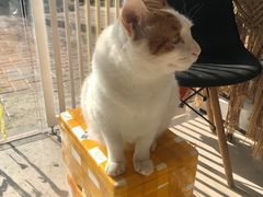 -平行世界·猫咖(首经贸店)