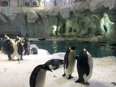 -帝企鹅自助餐厅•儿童岛•真企鹅(长隆企鹅酒店)