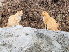 -崂山九水游览区