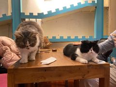 -猫小院猫主题咖啡厅(北锣店)