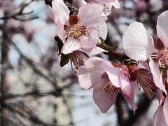 -桃花堤公园