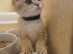 -momokira米努特·德文卷毛猫·棉花面纱犬