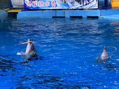 -合肥海洋世界