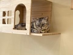 -猫力发电所·宠物专门店