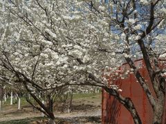 -永定河休闲森林公园