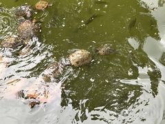 -深圳仙湖植物园
