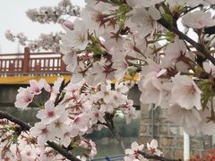 -高东镇樱花园