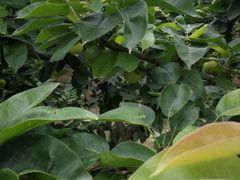 -小六农家乐(崇明西沙湿地店)