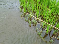 -同銮特种养殖场·龙虾垂钓