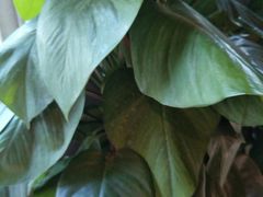 -Butchart布查德鲜花(花艺设计中心)