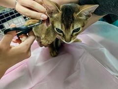 -北京观赏动物医院·24小时大型综合·猫专科·异宠专科