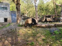 -都江堰中华大熊猫苑