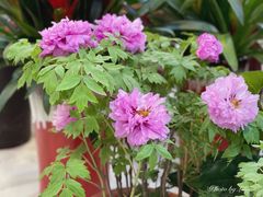 -双季花艺园艺市场(浦东店)