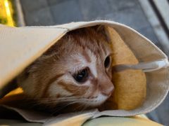 -中农国际动物医院24小时·猫科·骨科·急重症中心