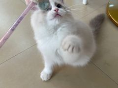 -喵宠乐园·撸猫互动·猫舍