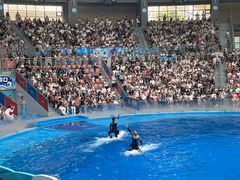 -海合安成都极地海洋公园
