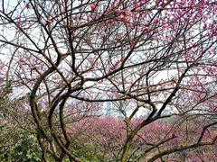 -重庆彩云湖湿地公园