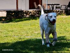 -翊宠yipet猫狗购宠庄园犬舍•猫舍